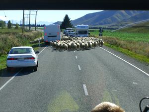 kiwi traffic jam!