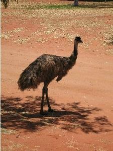 My first emu