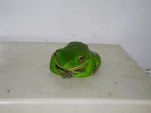 Frog on the toilet