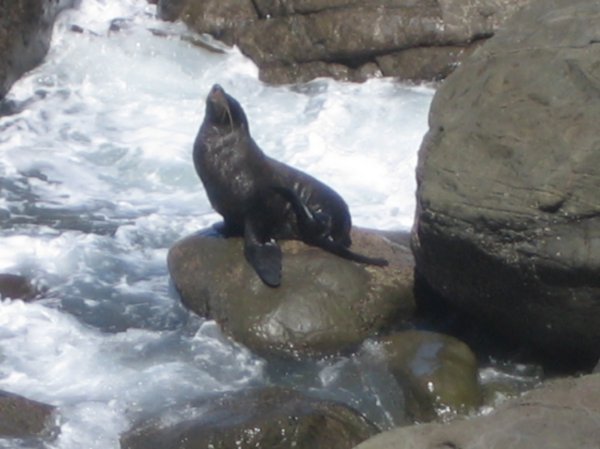 Seal Swim