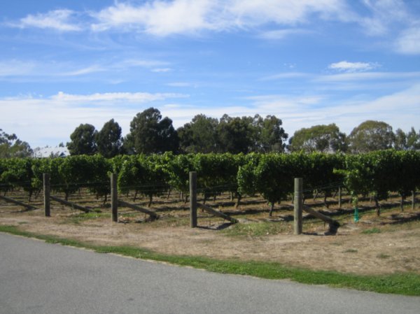 Cloudy Bay Vines