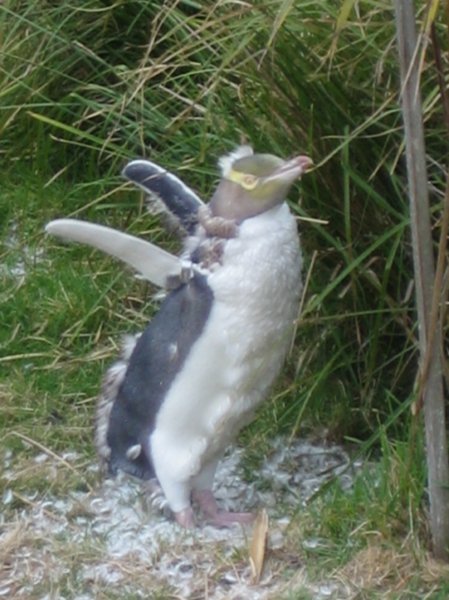 Penguin moulting