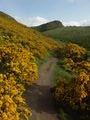 Going up to St. Arthur's Seat