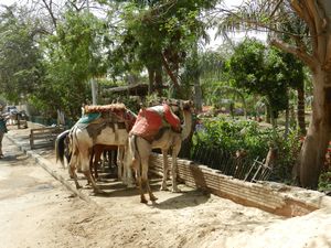 Camels near Giza