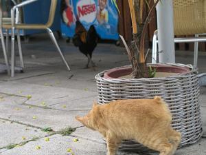 Cat and chicken?
