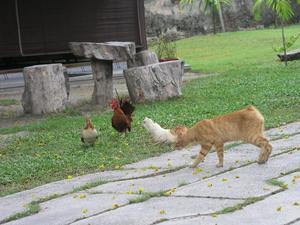 Cat and tiny chickens