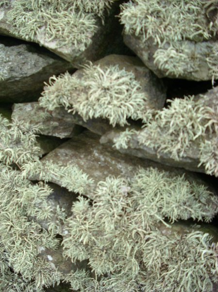 moss or lichen? not sure...