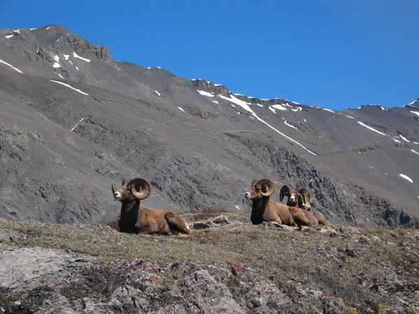 big horned sheep at wilson's pass