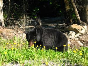 black bear among dandelions