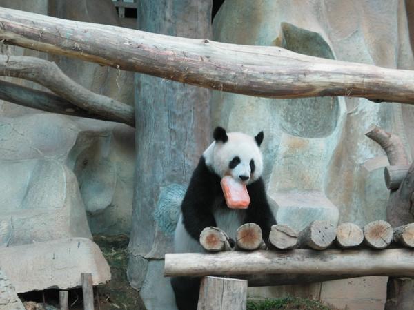 Other panda eating block of ice and carrots/salmon