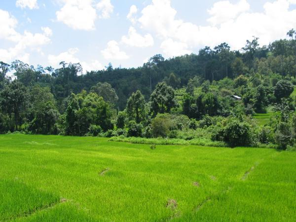 rice fields of the Karen tribe