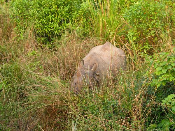 Wild Rhino eating elephant grass