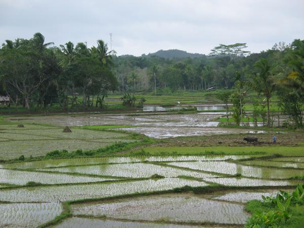 Rice fields in Bohol