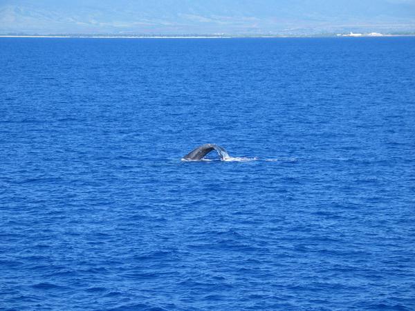 whale watching!