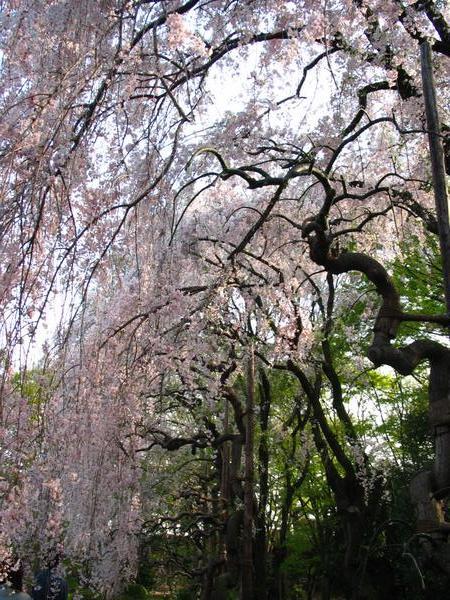 sakura in castle garden