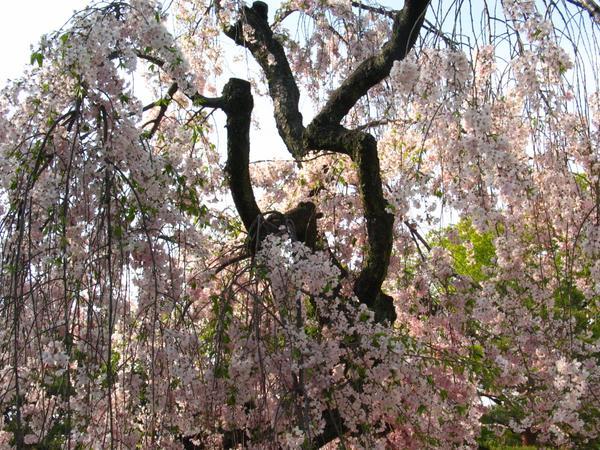 hanging sakura