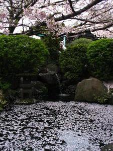 sakura and temple pond