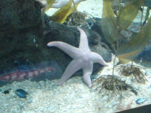 biggest starfish ever. at least a foot wide