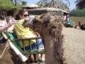 Lolo, my camel
