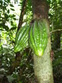 Kakaopflanze im Regenwald