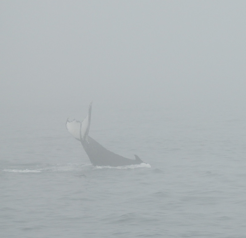 Foggy Whale Tail