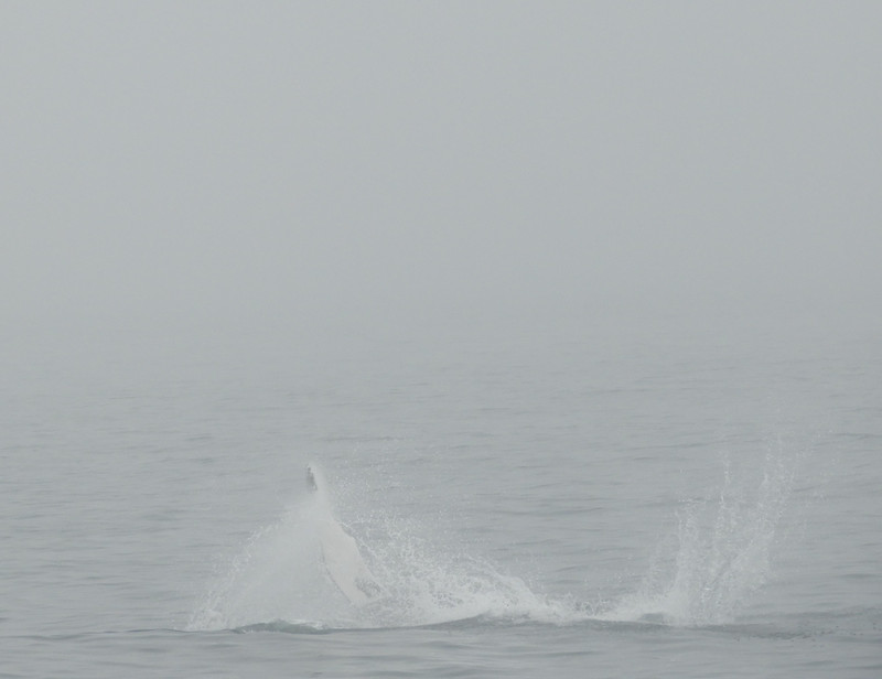 Foggy Whale Splash