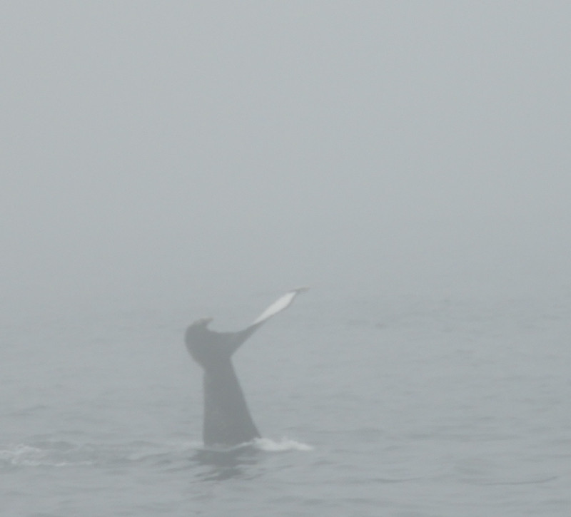 Foggy Whale Tail