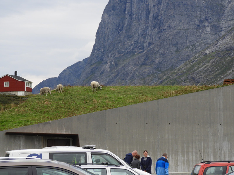Sheep on roof of Cafe at  Trollstigen View Point