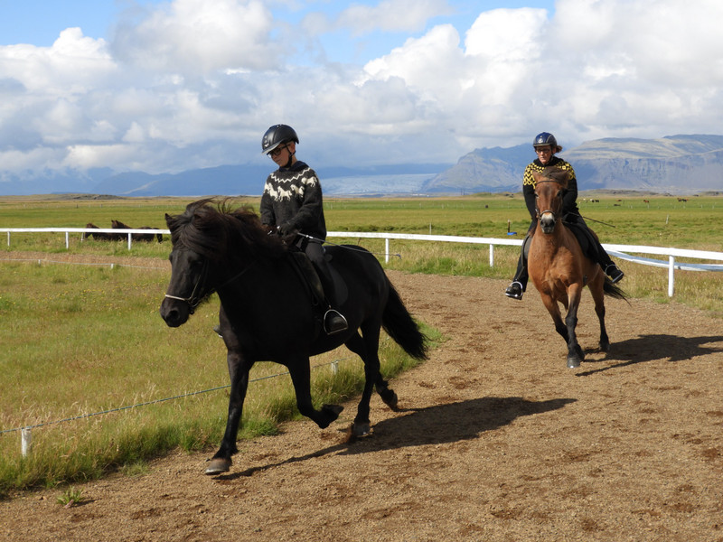 Icelandic Horses