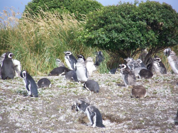 More Magellan penguins