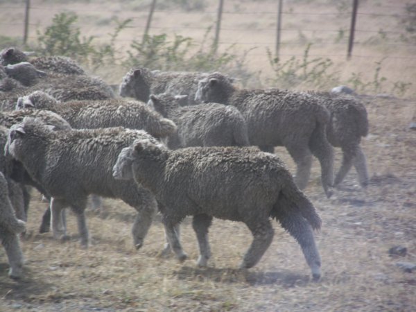 Heading to Shearing
