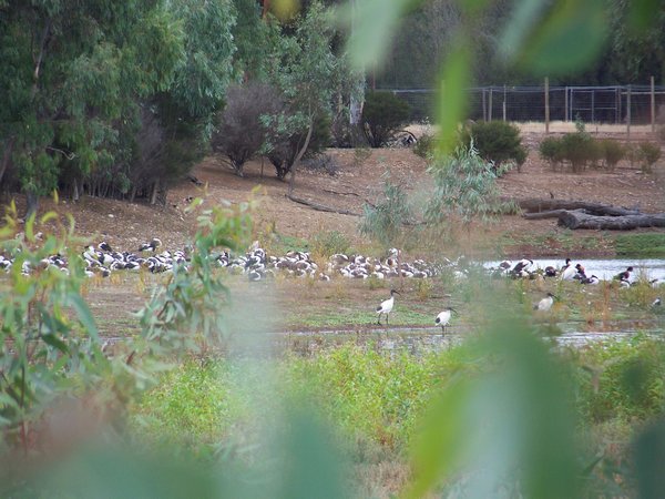 Ibis and Geese