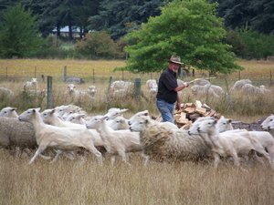 SheepHearding