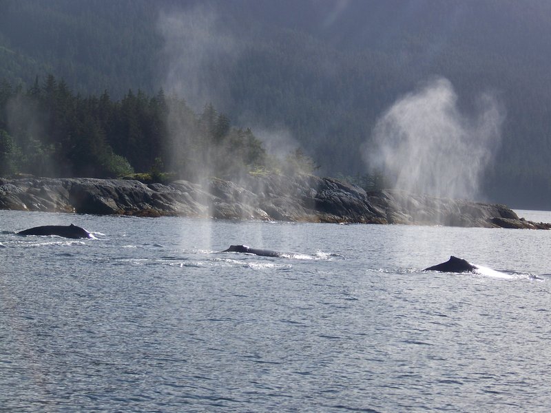 Bubble Netting Whales in Icy Strait