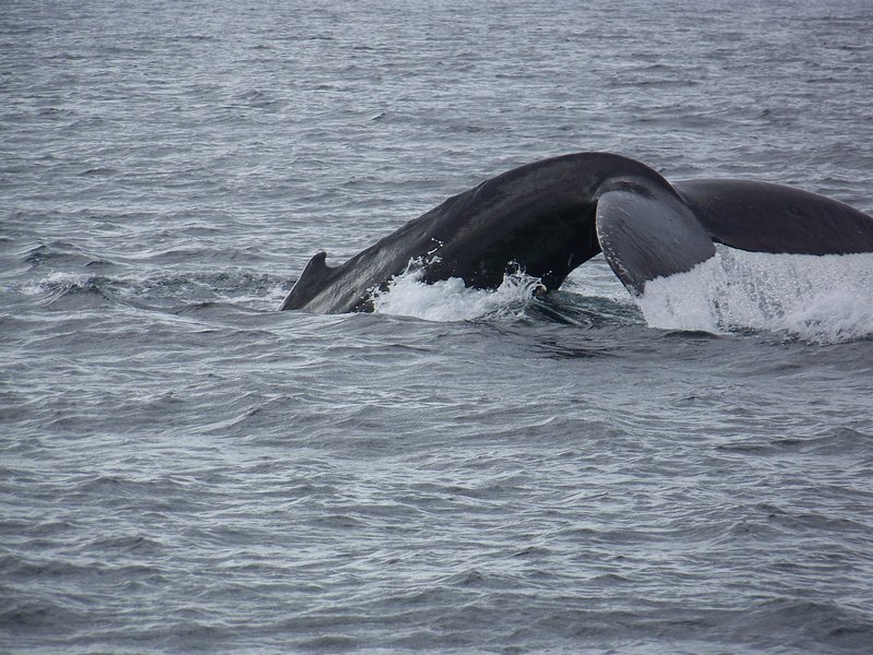 Whale in Homer