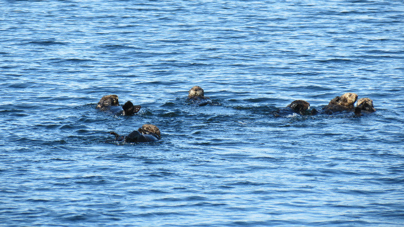 Male Otters