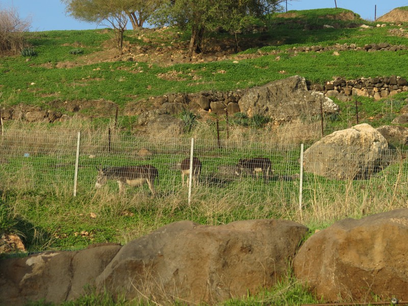 Donkeys at Pilgerhaus