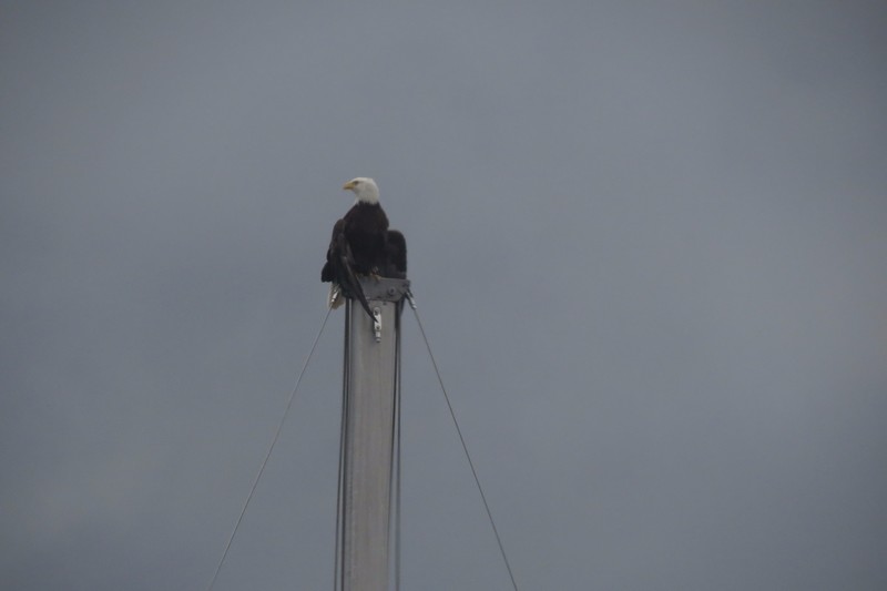 Eagle on the mast of one of the boats 