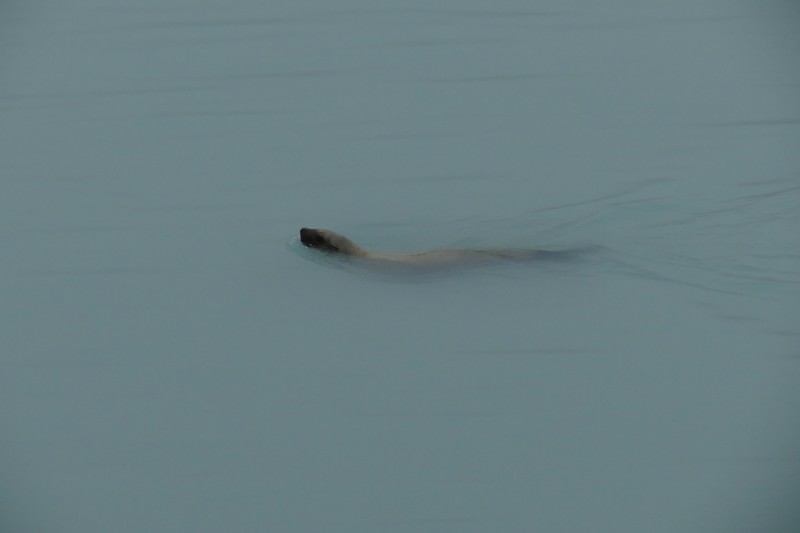 One seal seen in Glacier Bay