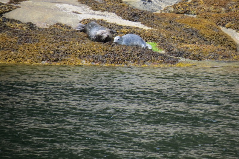 Seals in Misty Fjords