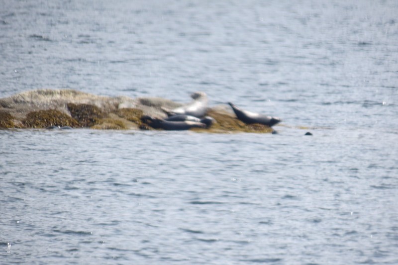 Seals in Misty Fjords