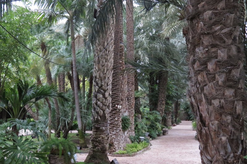 Palms of Elche