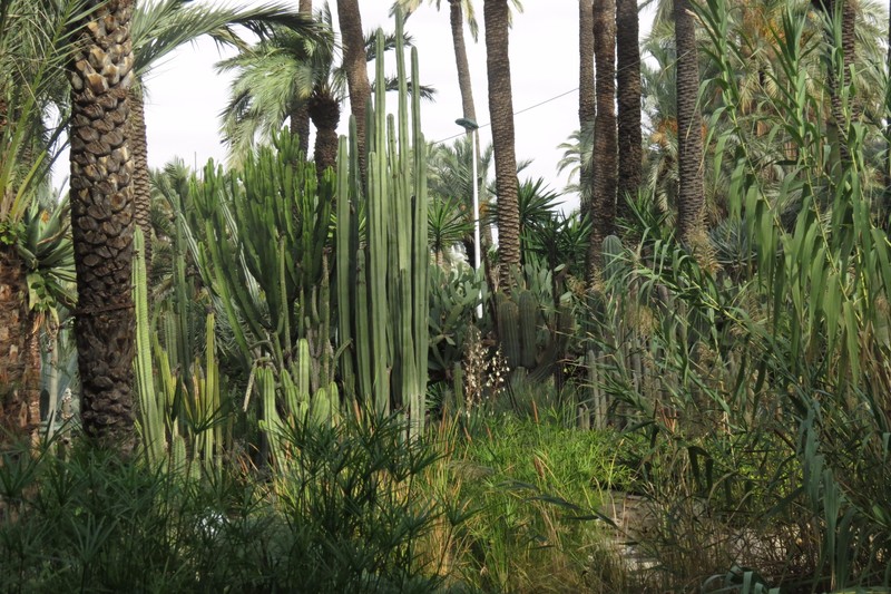 Palms in Elche