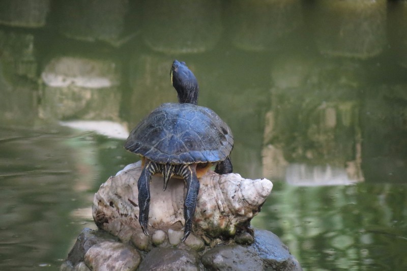 Turtle in pond in garden of Elche