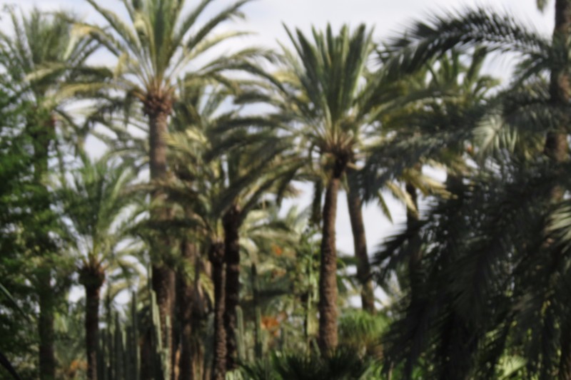 Palms of Elche