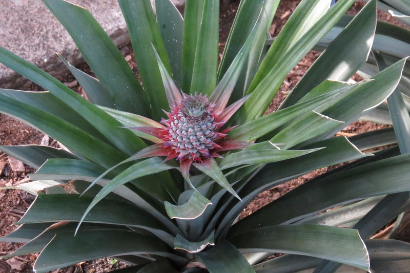Pineapple flowering