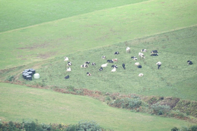 One of the many fields of cows
