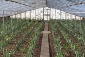 One of the Pineapple Greenhouses