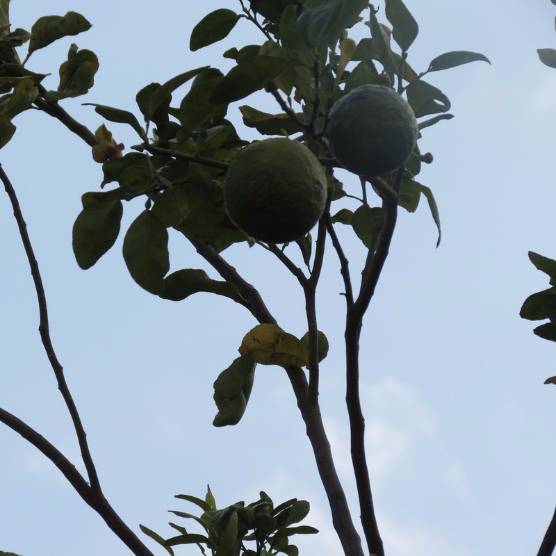 The fruit used to make the Curacao Liquor
