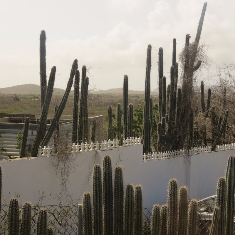 Cactus Fences